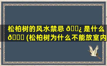 松柏树的风水禁忌 🌿 是什么 🍁 (松柏树为什么不能放室内)